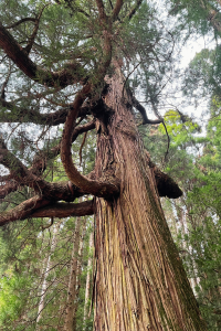 400年以上のご神木、直川杉の起源