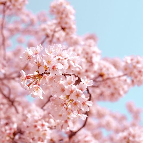 桜